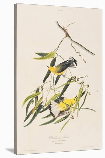 Illustration from 'Birds of America', 1827-38-John James Audubon-Stretched Canvas