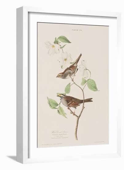 Illustration from 'Birds of America', 1827-38-John James Audubon-Framed Giclee Print