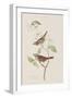 Illustration from 'Birds of America', 1827-38-John James Audubon-Framed Giclee Print