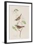 Illustration from 'Birds of America', 1827-38-John James Audubon-Framed Giclee Print