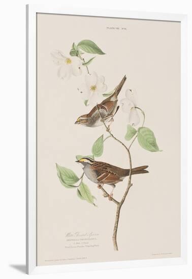 Illustration from 'Birds of America', 1827-38-John James Audubon-Framed Giclee Print