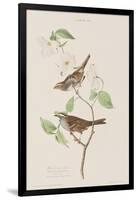 Illustration from 'Birds of America', 1827-38-John James Audubon-Framed Giclee Print