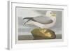 Illustration from 'Birds of America', 1827-38-John James Audubon-Framed Giclee Print