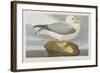 Illustration from 'Birds of America', 1827-38-John James Audubon-Framed Giclee Print