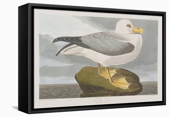 Illustration from 'Birds of America', 1827-38-John James Audubon-Framed Stretched Canvas