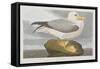 Illustration from 'Birds of America', 1827-38-John James Audubon-Framed Stretched Canvas