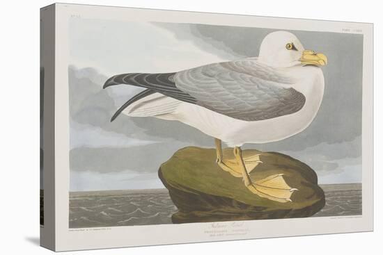 Illustration from 'Birds of America', 1827-38-John James Audubon-Stretched Canvas