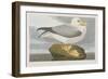 Illustration from 'Birds of America', 1827-38-John James Audubon-Framed Giclee Print