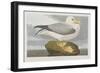 Illustration from 'Birds of America', 1827-38-John James Audubon-Framed Giclee Print