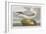 Illustration from 'Birds of America', 1827-38-John James Audubon-Framed Giclee Print