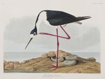 https://imgc.allpostersimages.com/img/posters/illustration-from-birds-of-america-1827-38_u-L-Q1HOOOW0.jpg?artPerspective=n