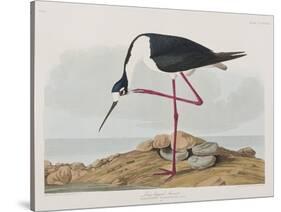 Illustration from 'Birds of America', 1827-38-John James Audubon-Stretched Canvas