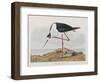 Illustration from 'Birds of America', 1827-38-John James Audubon-Framed Premium Giclee Print