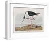 Illustration from 'Birds of America', 1827-38-John James Audubon-Framed Premium Giclee Print