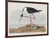 Illustration from 'Birds of America', 1827-38-John James Audubon-Framed Giclee Print