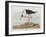 Illustration from 'Birds of America', 1827-38-John James Audubon-Framed Giclee Print