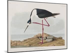 Illustration from 'Birds of America', 1827-38-John James Audubon-Mounted Giclee Print