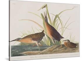 Illustration from 'Birds of America', 1827-38-John James Audubon-Stretched Canvas