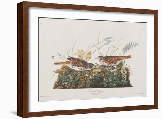 Illustration from 'Birds of America', 1827-38-John James Audubon-Framed Giclee Print