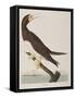 Illustration from 'Birds of America', 1827-38-John James Audubon-Framed Stretched Canvas