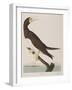 Illustration from 'Birds of America', 1827-38-John James Audubon-Framed Giclee Print