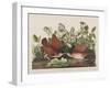 Illustration from 'Birds of America', 1827-38-John James Audubon-Framed Giclee Print