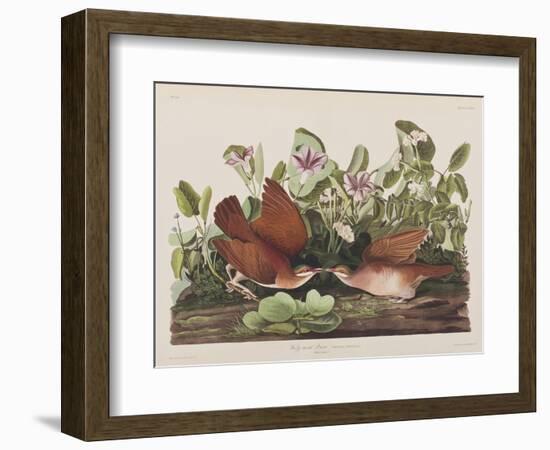 Illustration from 'Birds of America', 1827-38-John James Audubon-Framed Giclee Print