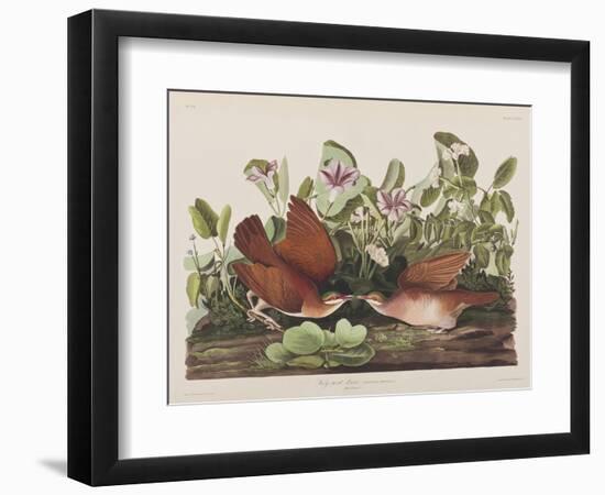 Illustration from 'Birds of America', 1827-38-John James Audubon-Framed Giclee Print