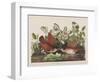 Illustration from 'Birds of America', 1827-38-John James Audubon-Framed Giclee Print