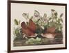 Illustration from 'Birds of America', 1827-38-John James Audubon-Framed Giclee Print