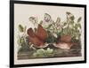 Illustration from 'Birds of America', 1827-38-John James Audubon-Framed Giclee Print