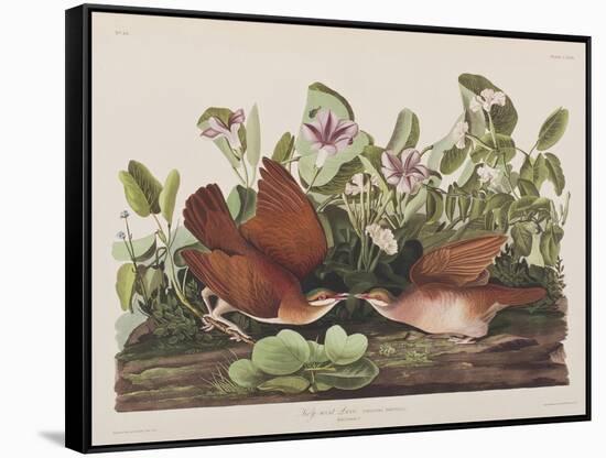 Illustration from 'Birds of America', 1827-38-John James Audubon-Framed Stretched Canvas