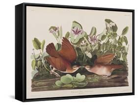 Illustration from 'Birds of America', 1827-38-John James Audubon-Framed Stretched Canvas