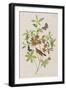 Illustration from 'Birds of America', 1827-38-John James Audubon-Framed Giclee Print