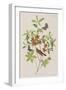 Illustration from 'Birds of America', 1827-38-John James Audubon-Framed Giclee Print