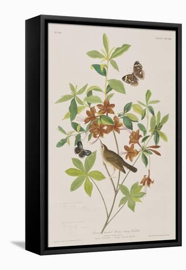 Illustration from 'Birds of America', 1827-38-John James Audubon-Framed Stretched Canvas