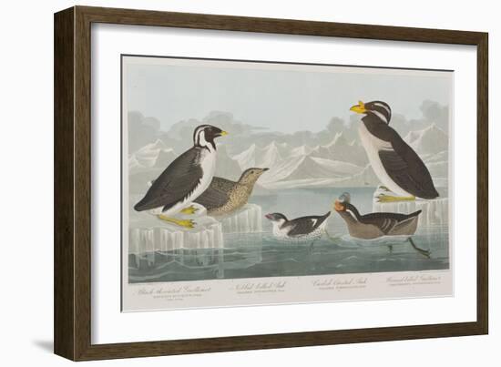 Illustration from 'Birds of America', 1827-38-John James Audubon-Framed Giclee Print