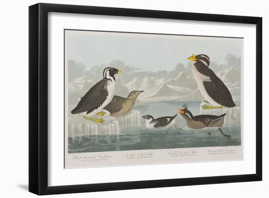 Illustration from 'Birds of America', 1827-38-John James Audubon-Framed Giclee Print