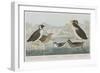 Illustration from 'Birds of America', 1827-38-John James Audubon-Framed Giclee Print