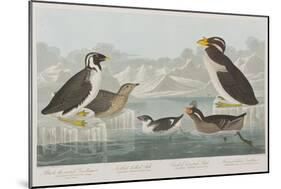 Illustration from 'Birds of America', 1827-38-John James Audubon-Mounted Giclee Print