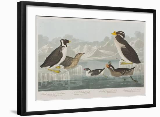 Illustration from 'Birds of America', 1827-38-John James Audubon-Framed Giclee Print