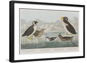 Illustration from 'Birds of America', 1827-38-John James Audubon-Framed Giclee Print