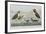 Illustration from 'Birds of America', 1827-38-John James Audubon-Framed Giclee Print