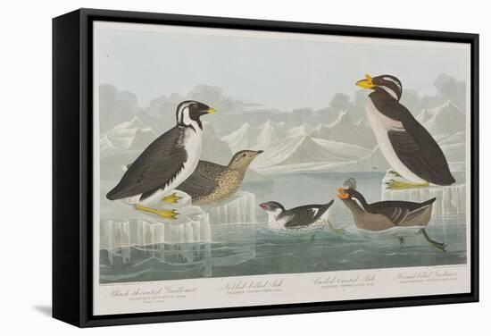 Illustration from 'Birds of America', 1827-38-John James Audubon-Framed Stretched Canvas