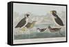 Illustration from 'Birds of America', 1827-38-John James Audubon-Framed Stretched Canvas