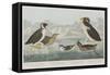 Illustration from 'Birds of America', 1827-38-John James Audubon-Framed Stretched Canvas