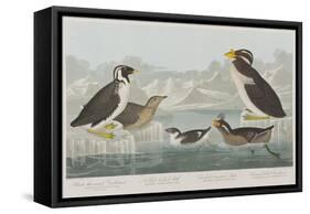 Illustration from 'Birds of America', 1827-38-John James Audubon-Framed Stretched Canvas