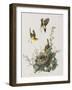 Illustration from 'Birds of America', 1827-38-John James Audubon-Framed Giclee Print