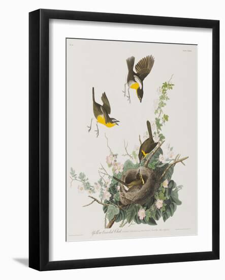 Illustration from 'Birds of America', 1827-38-John James Audubon-Framed Giclee Print