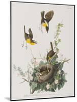 Illustration from 'Birds of America', 1827-38-John James Audubon-Mounted Giclee Print